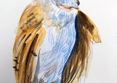 Barn Owl sketch, 2022