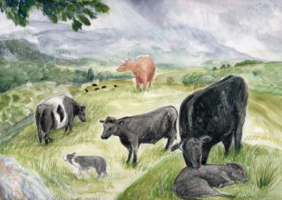 Olwen's Cattle, 2020