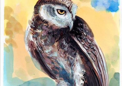 Owl, 2016