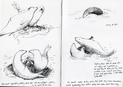 Seals sketchbook, 2017